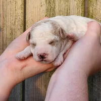Fluff, a male Poodle - Miniature  for sale in Hoagland, IN – Photo 6 of 9