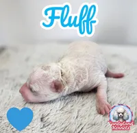 Fluff, a male Poodle - Miniature  for sale in Hoagland, IN – Photo 8 of 9