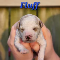 Fluff, a male Poodle - Miniature  for sale in Hoagland, IN – Photo 3 of 9