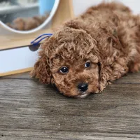 Molasses , a male Poodle - Miniature  for sale in Hoagland, IN – Photo 8 of 8