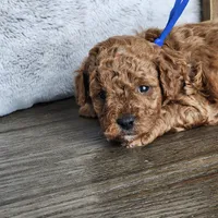 Molasses , a male Poodle - Miniature  for sale in Hoagland, IN – Photo 3 of 8