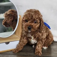 Molasses , a male Poodle - Miniature  for sale in Hoagland, IN – Photo 1 of 8