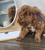 Molasses , a male Poodle - Miniature  for sale in Hoagland, IN – Photo 7 of 8