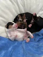 Spot, a male Yorkshire Terrier for sale in Ahwatukee Foothills, AZ – Photo 4 of 5