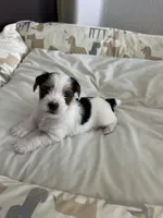 Spot, a male Yorkshire Terrier for sale in Ahwatukee Foothills, AZ – Photo 3 of 5