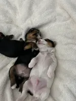 Spot, a male Yorkshire Terrier for sale in Ahwatukee Foothills, AZ – Photo 5 of 5