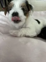 Spot, a male Yorkshire Terrier for sale in Ahwatukee Foothills, AZ – Photo 2 of 5