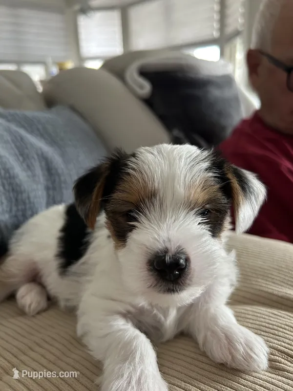 Spot – Yorkshire Terrier puppy for sale in Ahwatukee Foothills, AZ