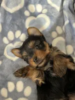 Chip, a male Yorkshire Terrier for sale in Ahwatukee Foothills, AZ – Photo 2 of 6