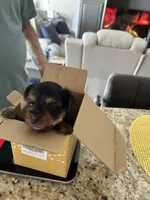 Chip, a male Yorkshire Terrier for sale in Ahwatukee Foothills, AZ – Photo 3 of 6