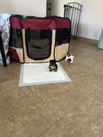 Chip, a male Yorkshire Terrier for sale in Ahwatukee Foothills, AZ – Photo 4 of 6