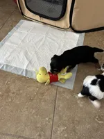 Chip, a male Yorkshire Terrier for sale in Ahwatukee Foothills, AZ – Photo 6 of 6