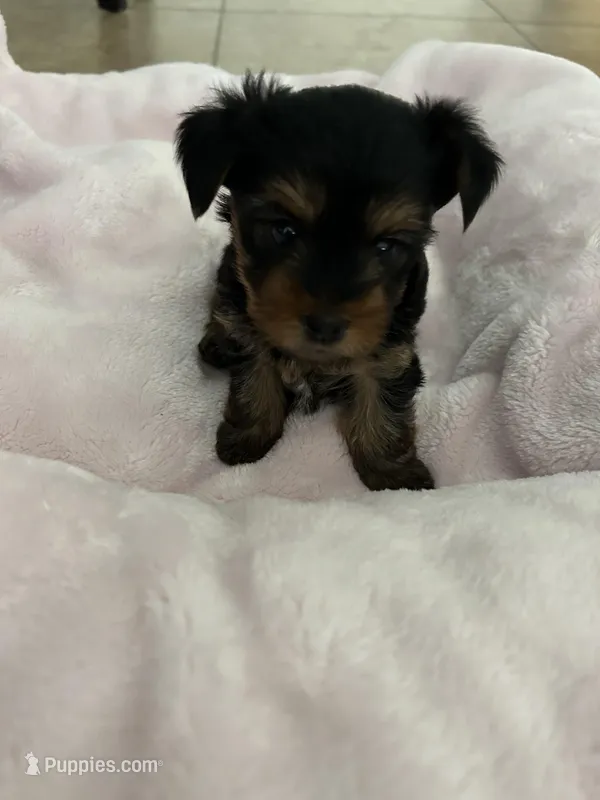 Chip – Yorkshire Terrier puppy for sale in Ahwatukee Foothills, AZ