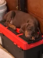 Puppy 1, a female Doberman Pinscher for sale in Silver Springs, FL – 6 of 6