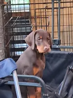 Puppy 1, a female Doberman Pinscher for sale in Silver Springs, FL – 5 of 6