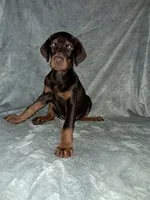 Puppy 1, a female Doberman Pinscher for sale in Silver Springs, FL – 2 of 6