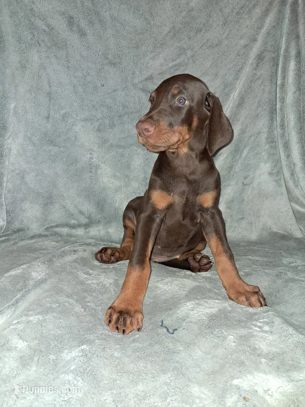 Puppy 1 – Doberman Pinscher puppy for sale in Silver Springs, FL