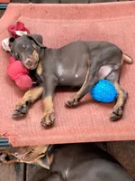 Puppy 1, a female Doberman Pinscher for sale in Silver Springs, FL – 4 of 6