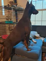 Puppy 1, a female Doberman Pinscher for sale in Silver Springs, FL – 3 of 6