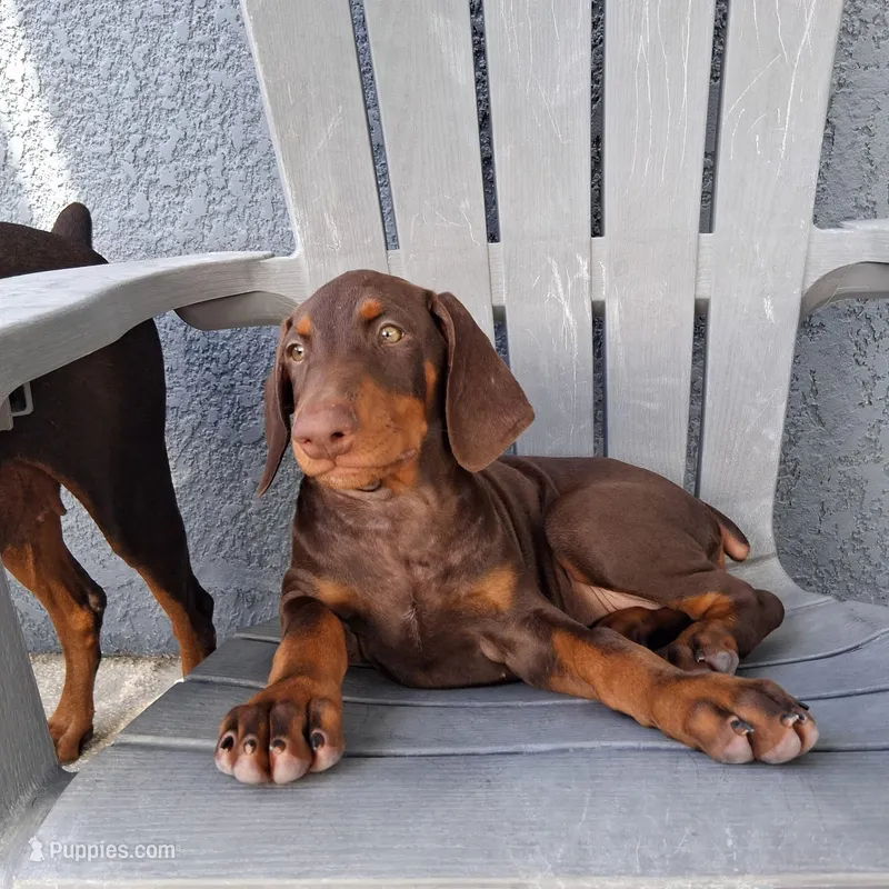 Puppy 2 – Doberman Pinscher puppy for sale in Davenport, FL