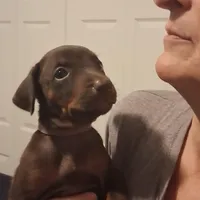 Bella, a female Doberman Pinscher for sale in Davenport, FL – Photo 5 of 10