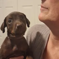 Bella, a female Doberman Pinscher for sale in Davenport, FL – Photo 1 of 10