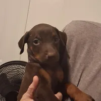 Bella, a female Doberman Pinscher for sale in Davenport, FL – Photo 4 of 10