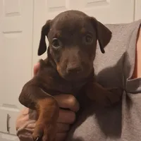 Bella, a female Doberman Pinscher for sale in Davenport, FL – Photo 8 of 10