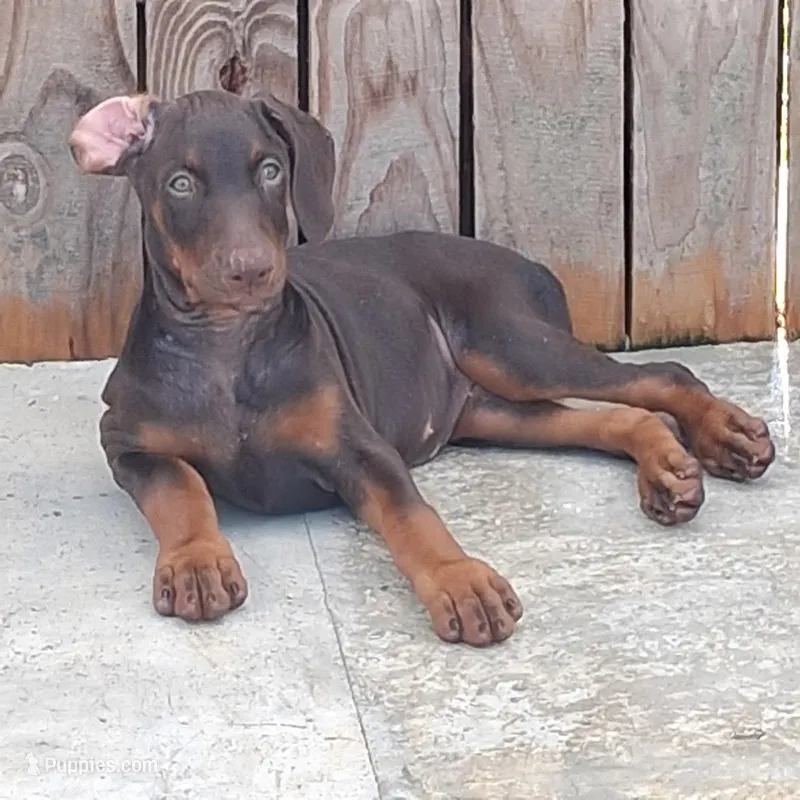 Puppy 2, a female Doberman Pinscher for sale in Davenport, FL – Photo 1 of 4