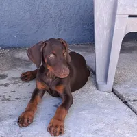Puppy 2, a female Doberman Pinscher for sale in Davenport, FL – Photo 3 of 4