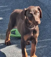 Bella, a female Doberman Pinscher for sale in Davenport, FL – Photo 1 of 10