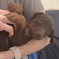 Bella, a female Doberman Pinscher for sale in Davenport, FL – Photo 2 of 10