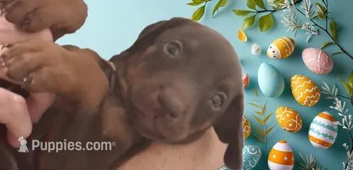Bella – Doberman Pinscher puppy for sale in Davenport, FL