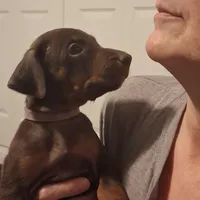 Bella, a female Doberman Pinscher for sale in Davenport, FL – Photo 3 of 10