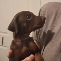 Bella, a female Doberman Pinscher for sale in Davenport, FL – Photo 9 of 10