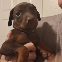 Bella, a female Doberman Pinscher for sale in Davenport, FL – Photo 6 of 10