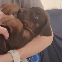 Bella, a female Doberman Pinscher for sale in Davenport, FL – Photo 10 of 10