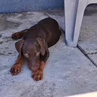 Puppy 2, a female Doberman Pinscher for sale in Davenport, FL – Photo 4 of 4