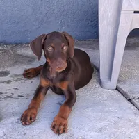 Puppy 2, a female Doberman Pinscher for sale in Davenport, FL – Photo 2 of 4