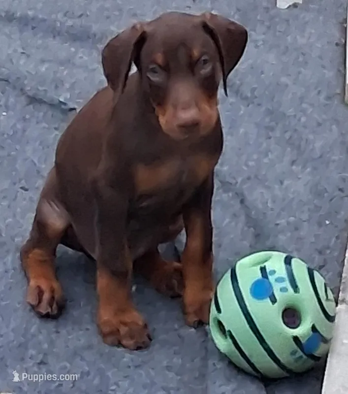 BELLA – Doberman Pinscher puppy for sale in Davenport, FL