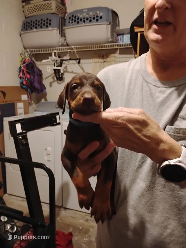 Lawson – Doberman Pinscher puppy for sale in Davenport, FL