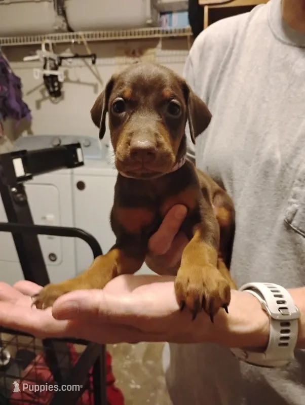 Fable – Doberman Pinscher puppy for sale in Davenport, FL