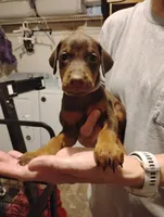 Fable, a female Doberman Pinscher for sale in Davenport, FL – 1 of 3