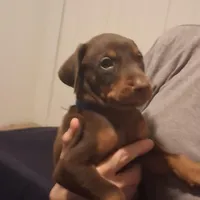 Duke, a male Doberman Pinscher for sale in Davenport, FL – Photo 9 of 9