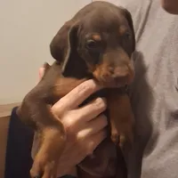 Duke, a male Doberman Pinscher for sale in Davenport, FL – Photo 2 of 9