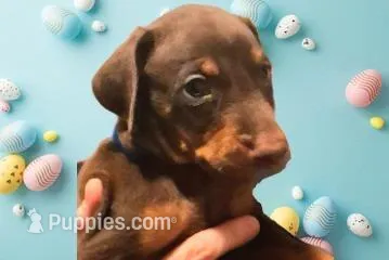 Duke – Doberman Pinscher puppy for sale in Davenport, FL