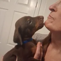 Duke, a male Doberman Pinscher for sale in Davenport, FL – Photo 7 of 9