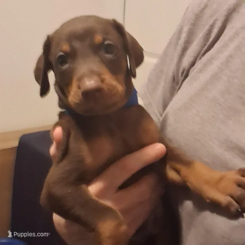 Duke – Doberman Pinscher puppy for sale in Davenport, FL