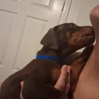 Duke, a male Doberman Pinscher for sale in Davenport, FL – Photo 4 of 9