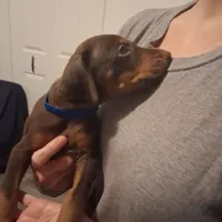 Duke, a male Doberman Pinscher for sale in Davenport, FL – Photo 3 of 9